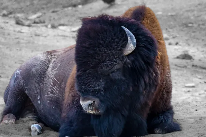 A bison in Yellowstone National Park