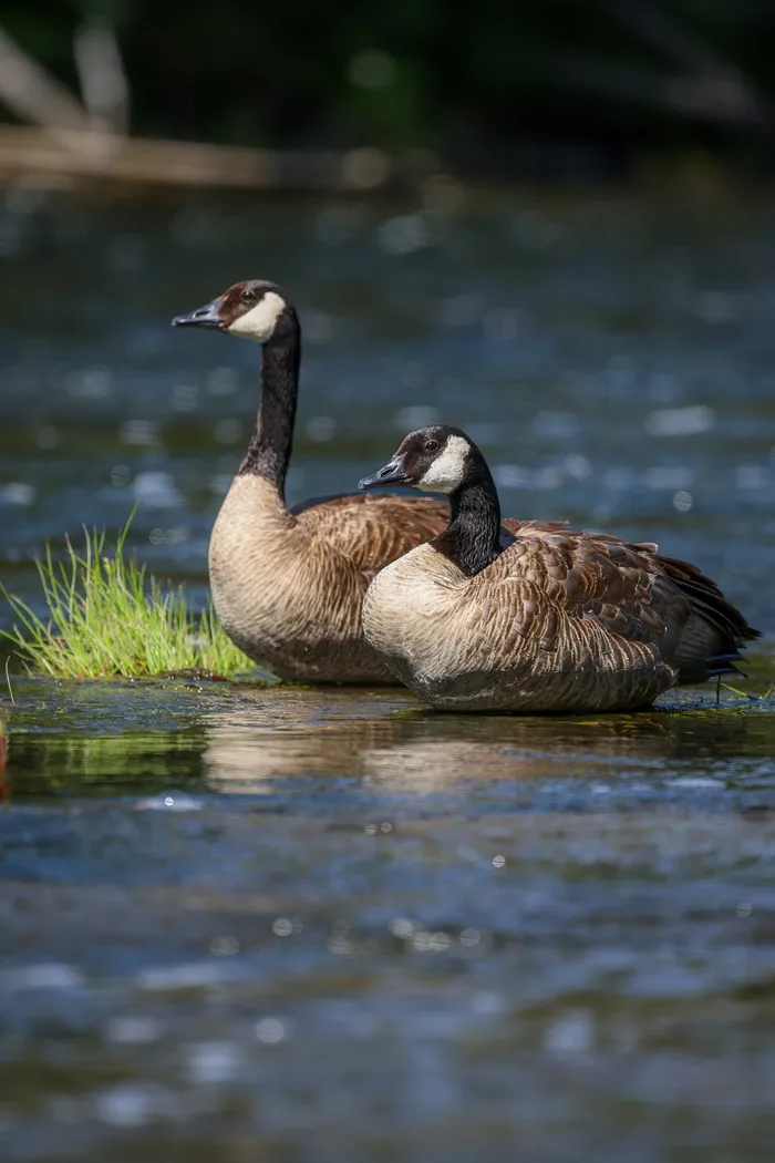 A pair of Canada geese at the water's edge in Yellowstone National Park